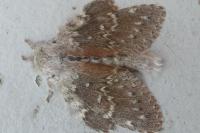 Stauropus fagi