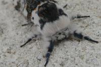 Furcula bicuspis