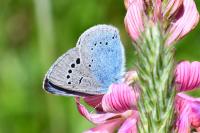 Glaucopsyche alexis
