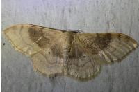 Idaea degeneraria