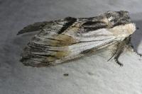 Harpyia milhauseri
