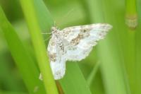 Epirrhoe alternata