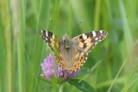 Vanessa cardui
