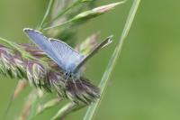 Cyaniris semiargus