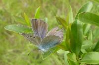 Glaucopsyche alexis