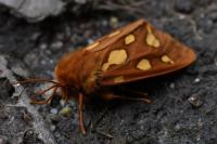 Arctia testudinaria