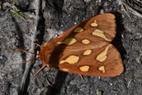 Arctia testudinaria