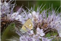 Polyommatus icarus