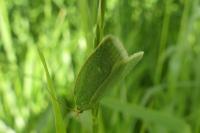 Tortrix viridana