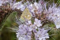 Polyommatus icarus