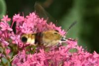 Hemaris fuciformis