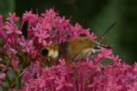 Hemaris fuciformis