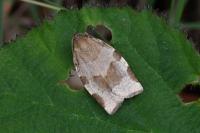 Choristoneura hebenstreitella