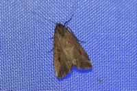 Schrankia costaestrigalis