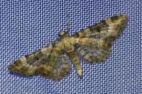 Eupithecia pulchellata