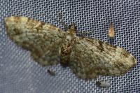 Pasiphila chloerata