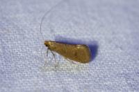 Nematopogon metaxella