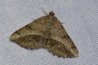 Chiasmia aestimaria