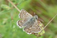 Pyrgus armoricanus