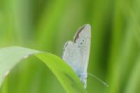 Cupido minimus