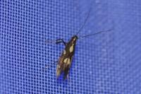 Euspilapteryx auroguttella