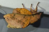 Gastropacha populifolia