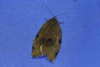 Lozotaenia forsterana