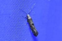 Paraswammerdamia albicapitella