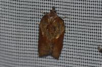 Acleris