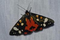 Callimorpha dominula