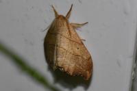 Falcaria lacertinaria