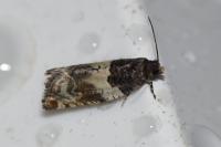 Gypsonoma dealbana