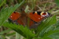 Aglais io