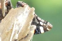 Vanessa atalanta