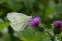 Pieris rapae
