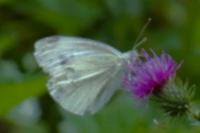 Pieris rapae
