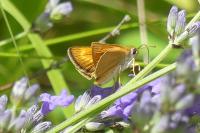 Thymelicus acteon