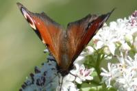 Aglais io
