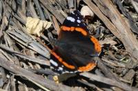 Vanessa atalanta
