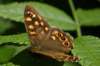 Pararge aegeria