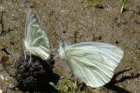 Pieris napi