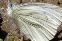 Pieris napi