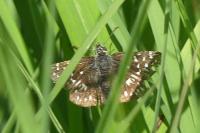 Pyrgus malvae