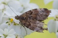 Choreutis pariana
