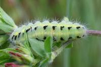 Zygaena carniolica