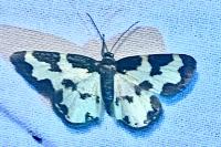 Lomaspilis marginata