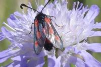 Zygaena sarpedon