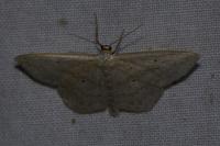 Scopula nigropunctata