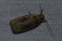 Agonopterix ocellana