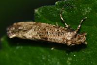 Morophaga choragella